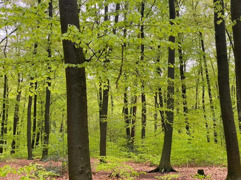 Wilsmann Apartmentvermietung Hovelhof Bagian luar foto